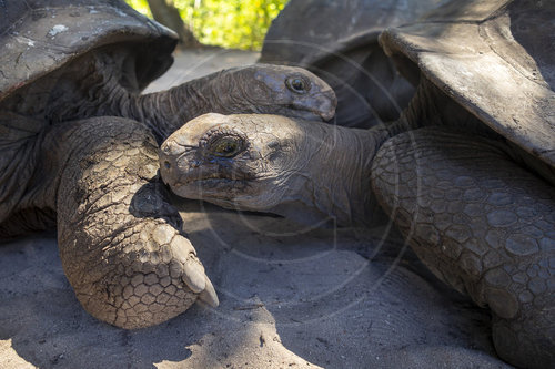 Aldabra-Riesenschildkroete