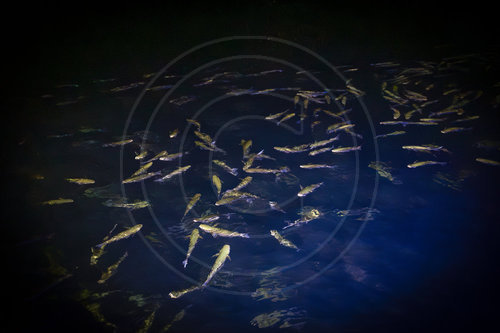 Fischschwarm