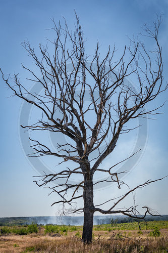 Waldbrand Frohnsdorf
