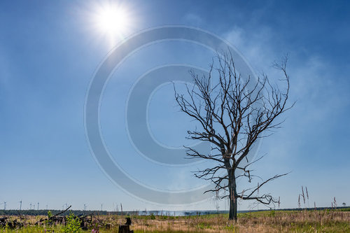 Waldbrand Frohnsdorf