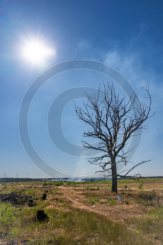 Waldbrand Frohnsdorf