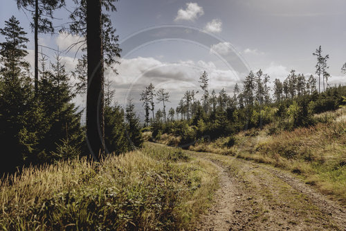 Wald