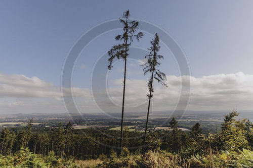 Wald