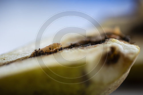 Wurm in Birne