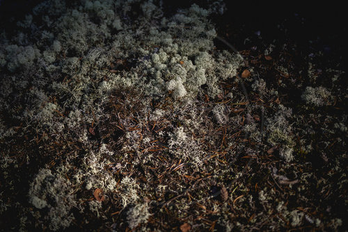 Herbst im Wald