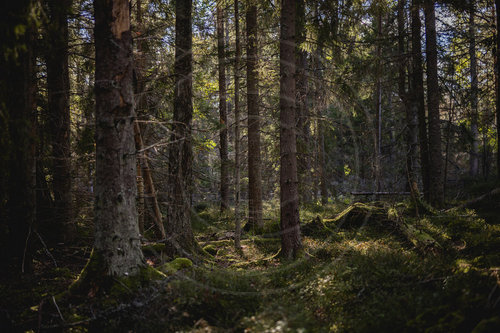 Herbst im Wald