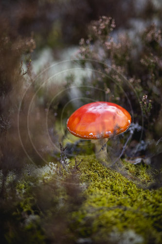 Herbst im Wald