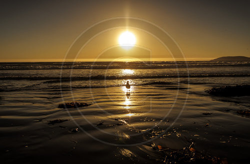 Strand von Pismo Beach