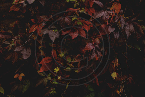 Herbst
