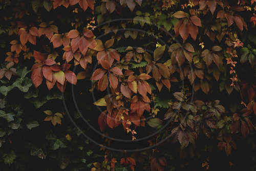 Herbst