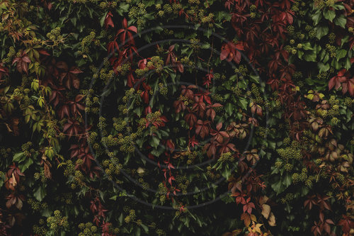 Herbst