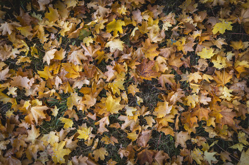 Herbstlaub