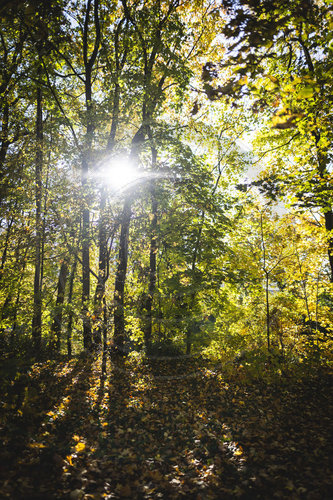 Herbst im Stadtpark Berlin Steglitz
