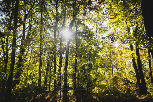 Herbst im Stadtpark Berlin Steglitz