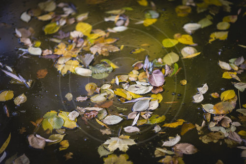 Herbst im Stadtpark Berlin Steglitz