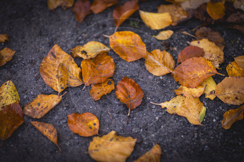 Herbstlaub