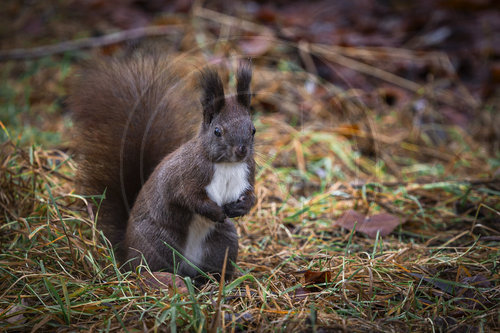 Eichhoernchen