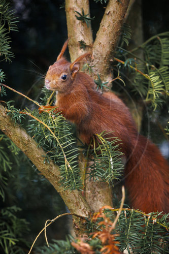 Eurasische Eichhoernchen