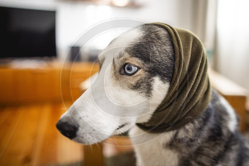 Gehoerschutz beim Hund