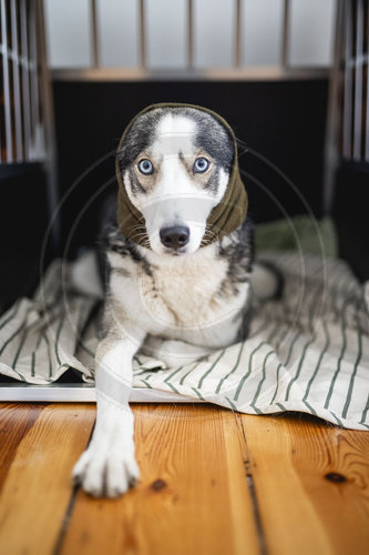 Gehoerschutz beim Hund