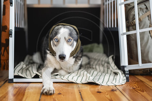 Gehoerschutz beim Hund