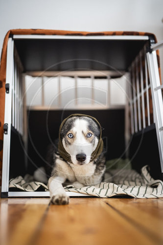 Gehoerschutz beim Hund