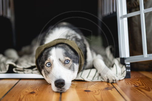 Gehoerschutz beim Hund