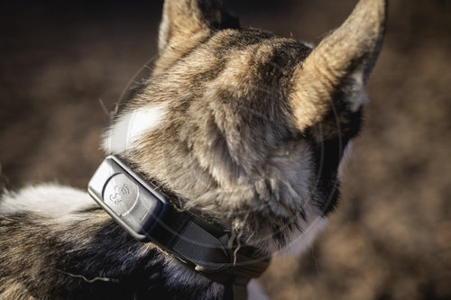GPS am Hund