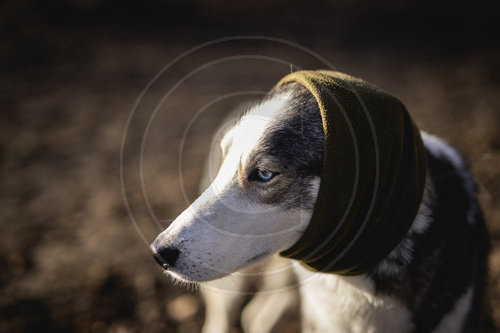 Gehoerschutz beim Hund