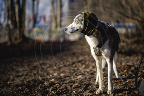 Gehoerschutz beim Hund
