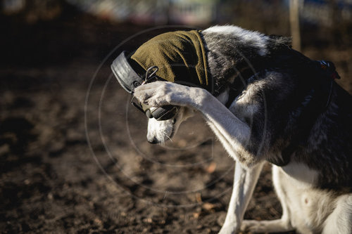 Gehoerschutz beim Hund