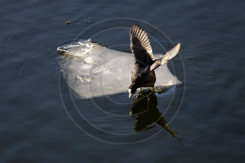 Blaesshuhn auf einer Eisscholle