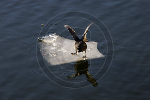 Blaesshuhn auf einer Eisscholle