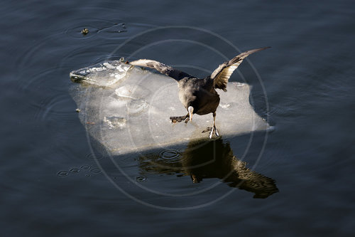 Blaesshuhn auf einer Eisscholle