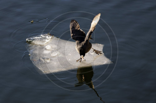Blaesshuhn auf einer Eisscholle