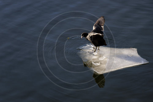Blaesshuhn auf einer Eisscholle