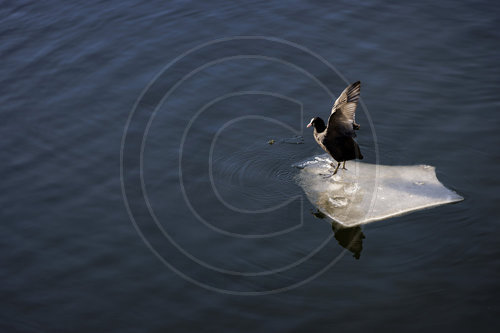 Blaesshuhn auf einer Eisscholle