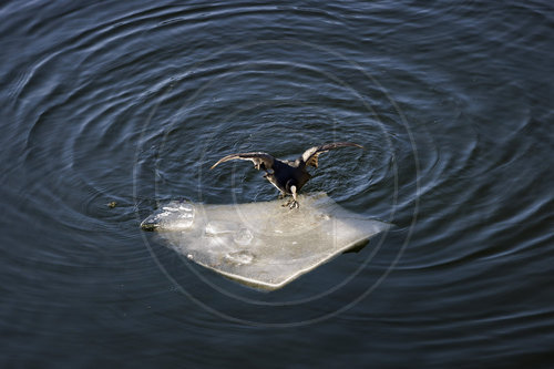 Blaesshuhn auf einer Eisscholle