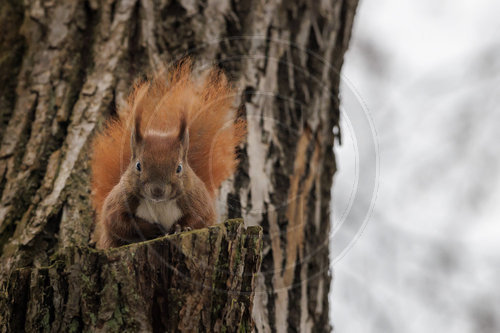 Eichhoernchen