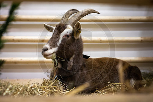 Thueringer Waldziege