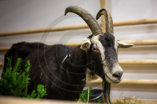 Thueringer Waldziege