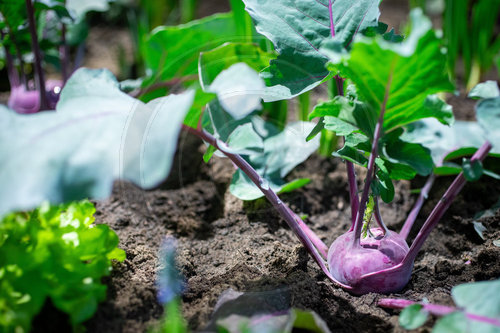 Kohlrabi