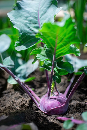 Kohlrabi