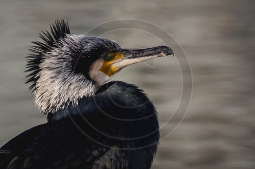 Kormoran