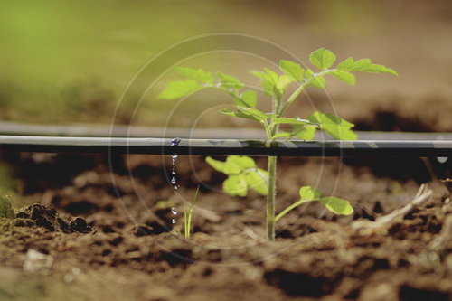 Troepfchenbewaesserung