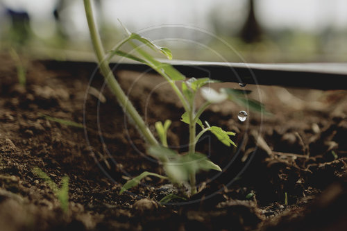 Troepfchenbewaesserung