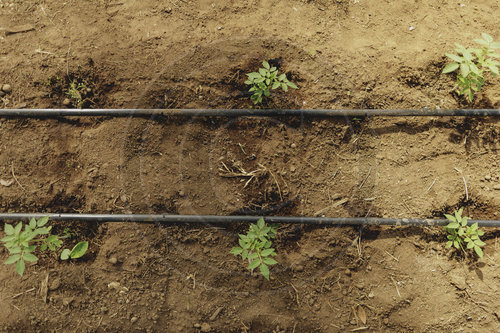 Troepfchenbewaesserung