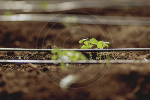 Troepfchenbewaesserung