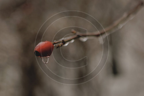 Eisglaette in Berlin