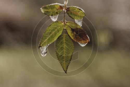 Eisglaette in Berlin